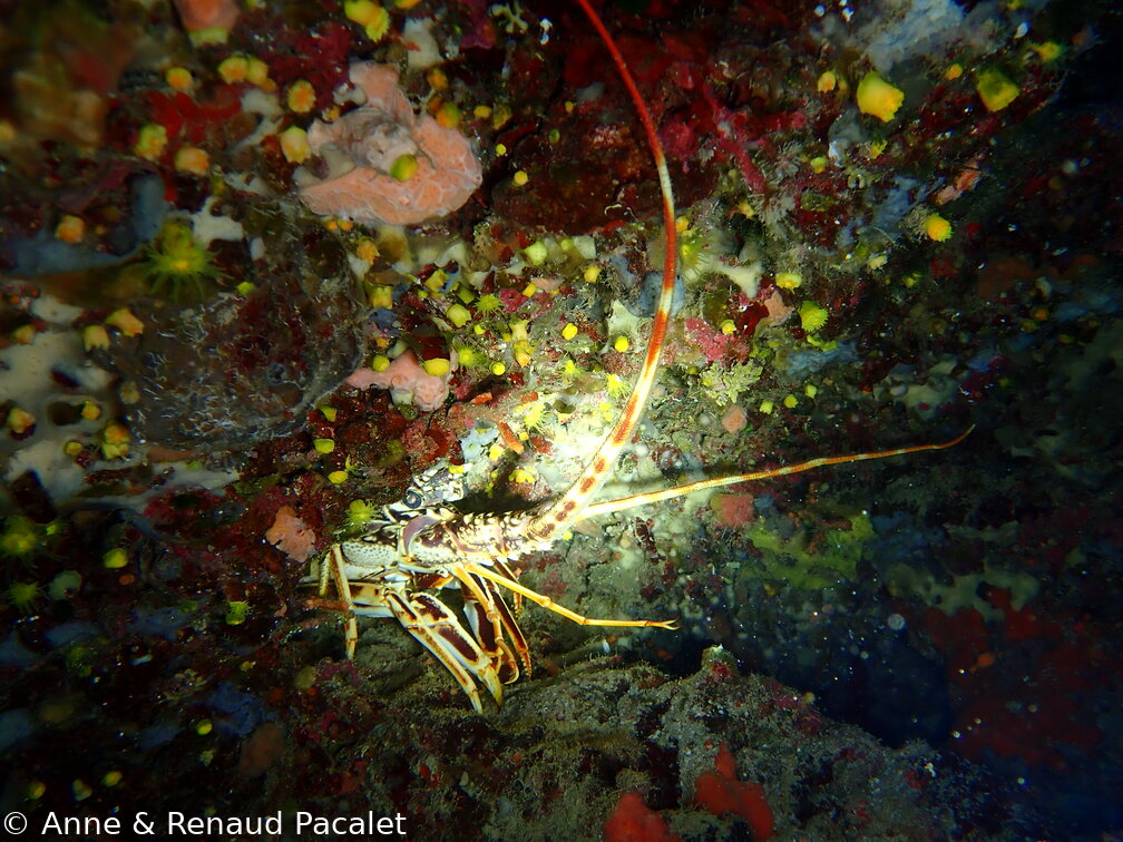 Langouste
