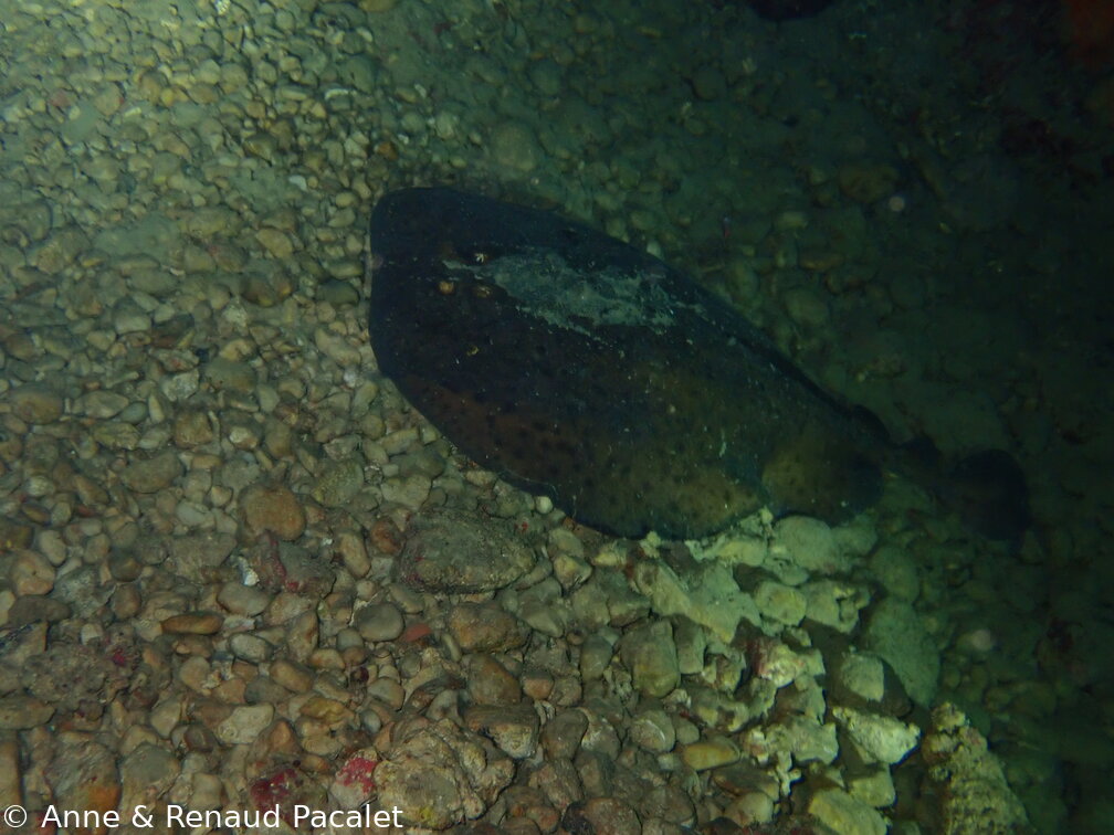 Torpille marbrée (torpedo marmorata)