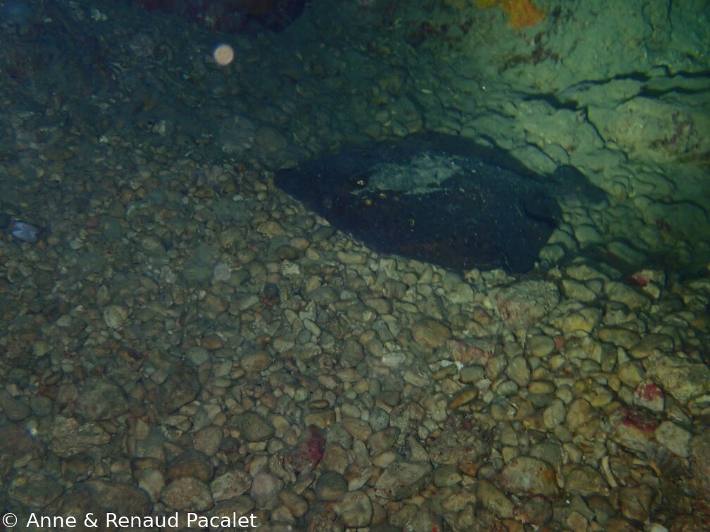 Torpille marbrée (torpedo marmorata)