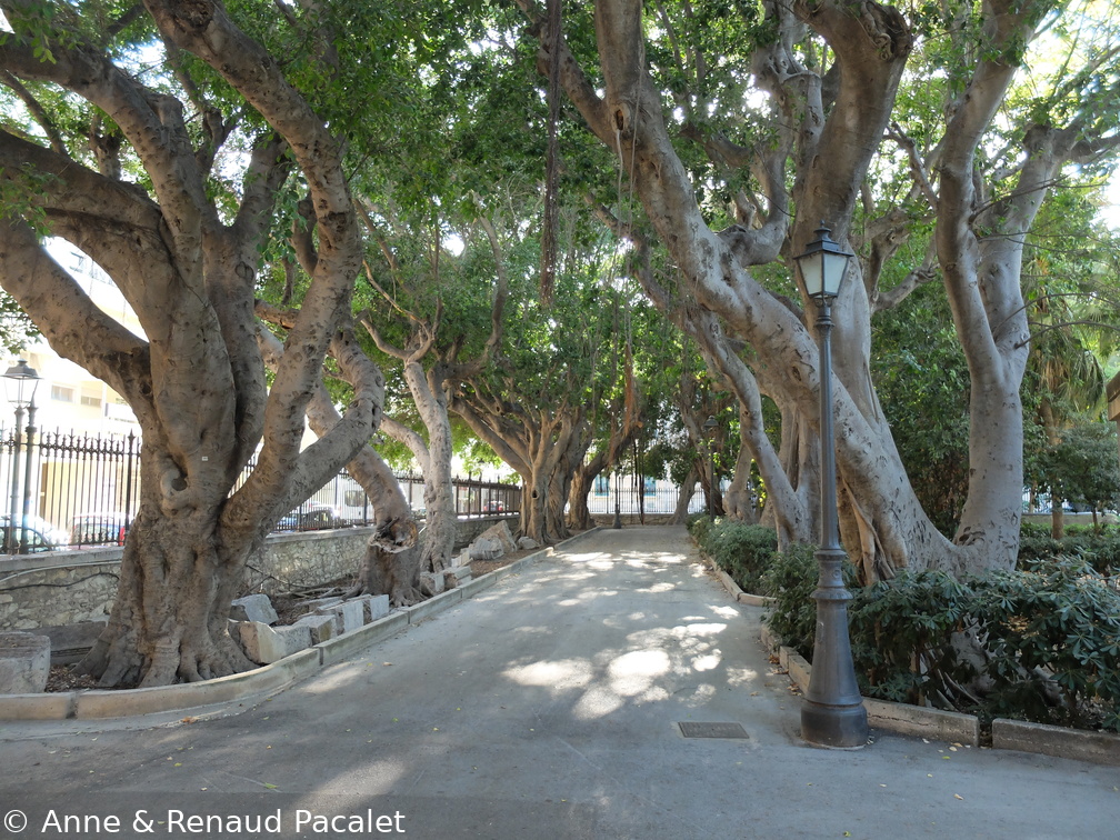 Les arbres du parc Villa Regina Margherita
