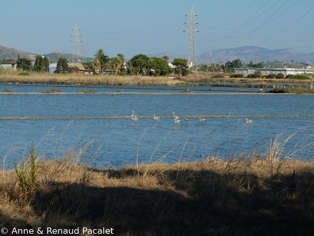 Les flamants roses pas roses