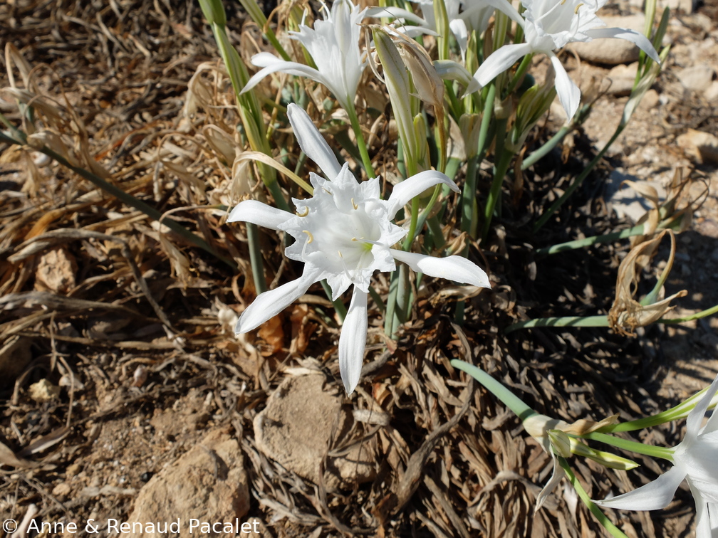 Lis maritime (Pancratium maritimum)