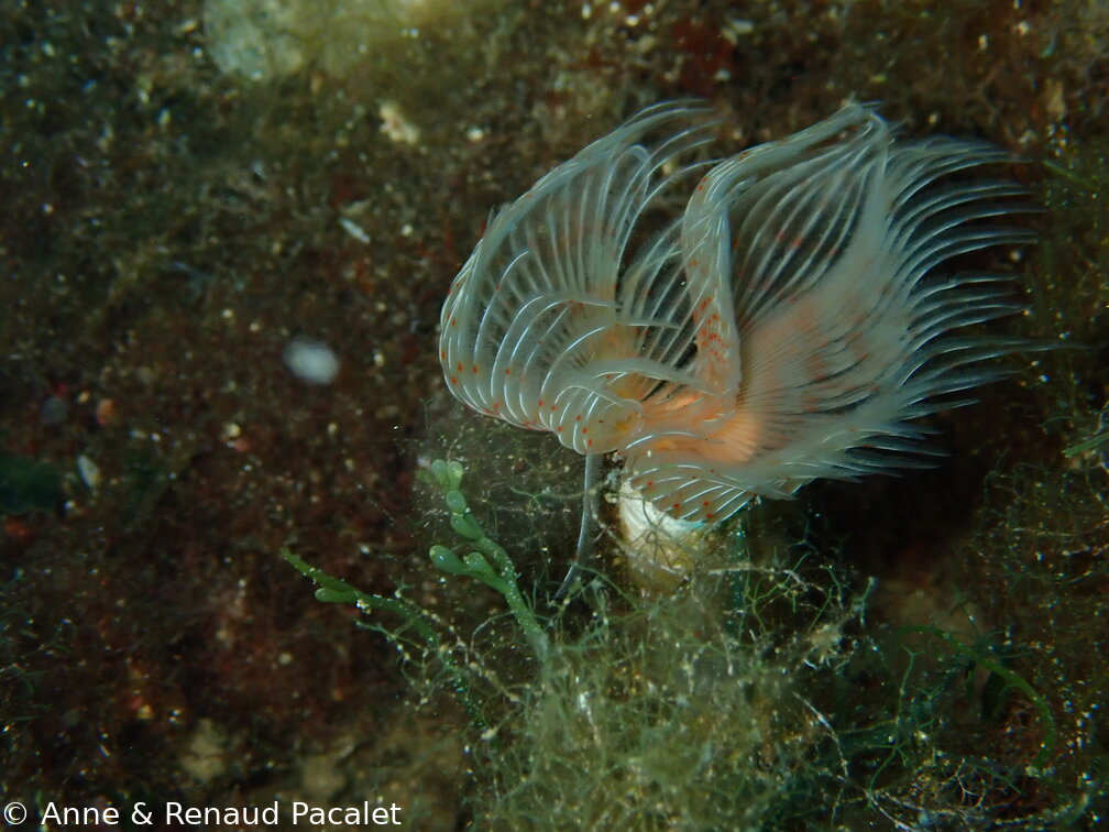 Phoronis au lophophore en fer à cheval (phoronis hippocrepia)