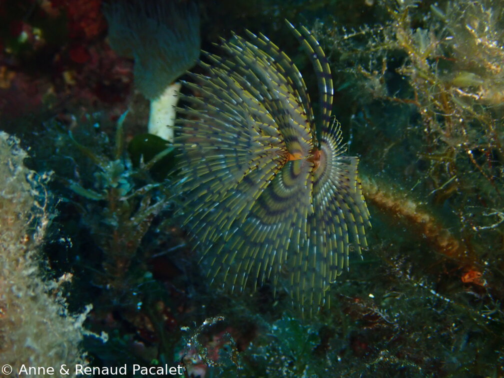 Sabelle, probablement un spirographe (sabella spallanzanii)