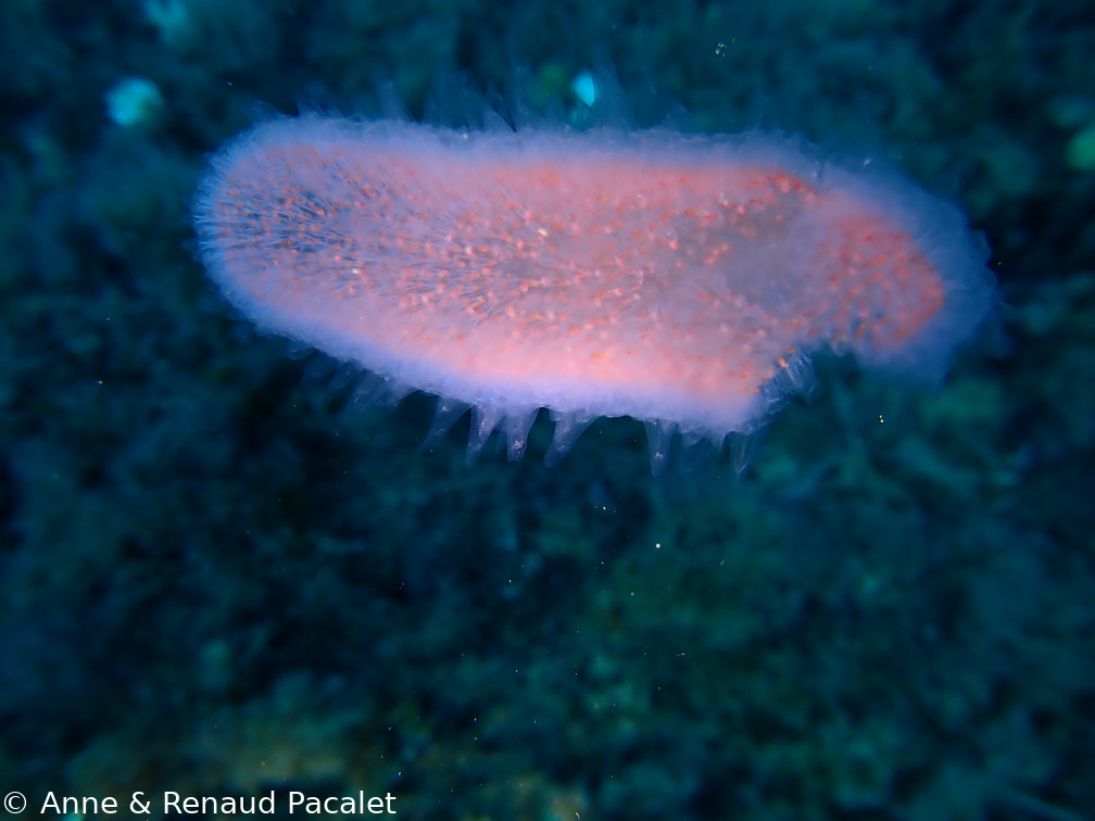 Pyrosome (pyrosoma atlanticum)