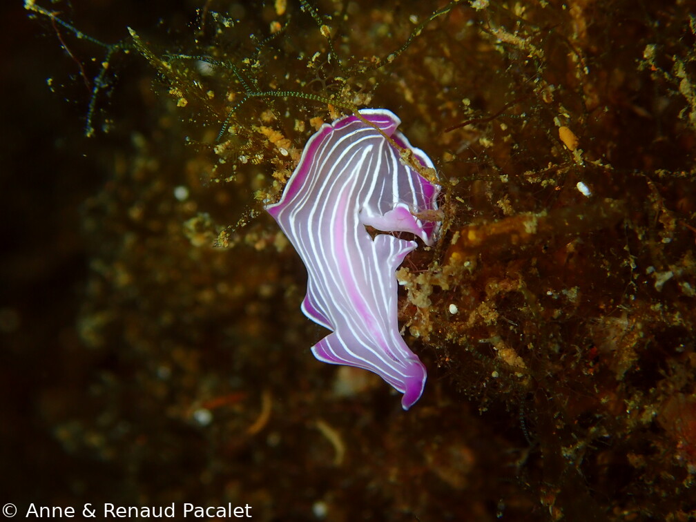 Ver plat rose de Méditerranée