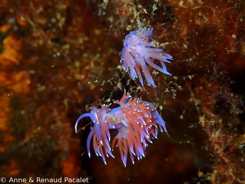 Deux flabellines, probablement des flabellines d'Ischia (paraflabellina ischitana)