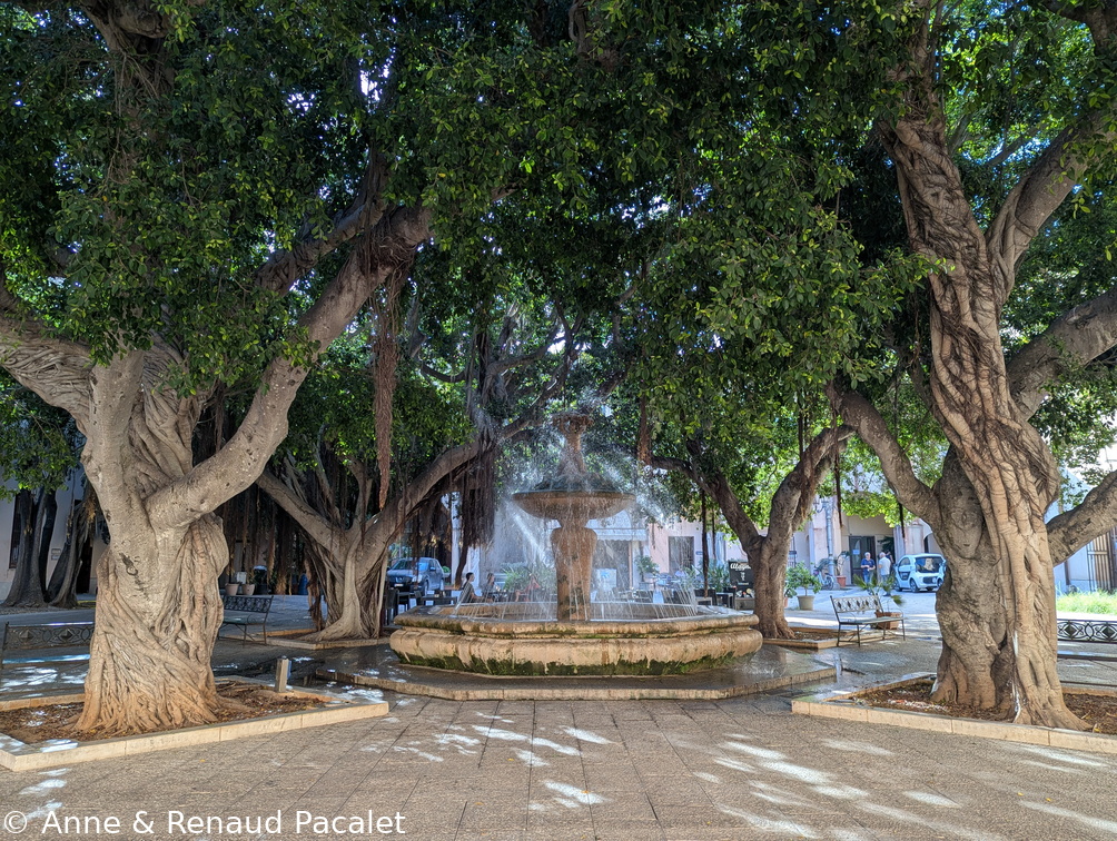 La fontaine au milieu de quatre magnifiques ficus sur la place de la mairie